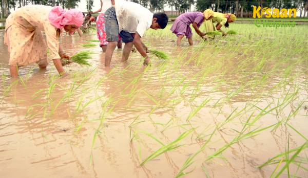कृषि वैज्ञानिकों ने विकसित की तीन नई धान की किस्में मिलेगा ज्यादा उत्पादन दोहरी उपज के साथ